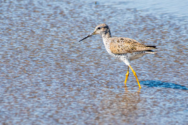 istock Greater yellowlegs wading in water 1392377830