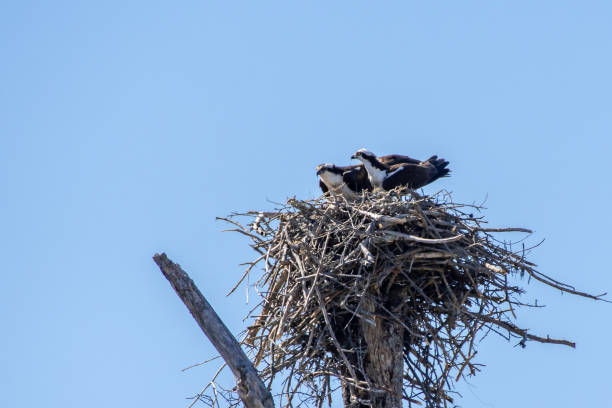 Pair of ospreys in nest