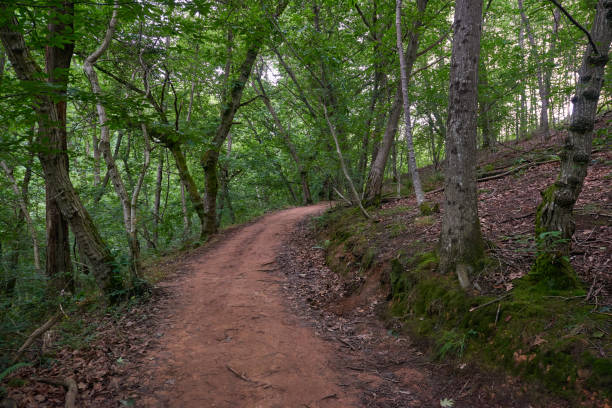 istock A red dirt road leading into the dense forest 1392379094