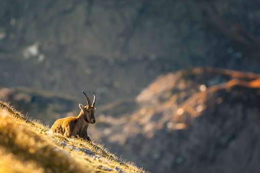 Alpine Ibex enjoys the morning sun in the alps