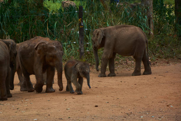 istock Elephant family with baby elephant walking and having breakfast 1392379652