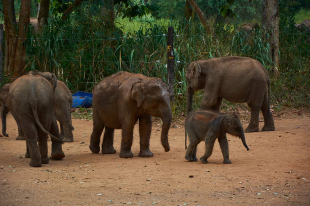 istock Elephant family with baby elephant walking and having breakfast 1392379777