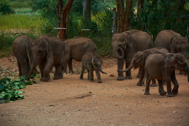 istock Elephant family with baby elephant walking and having breakfast 1392380336