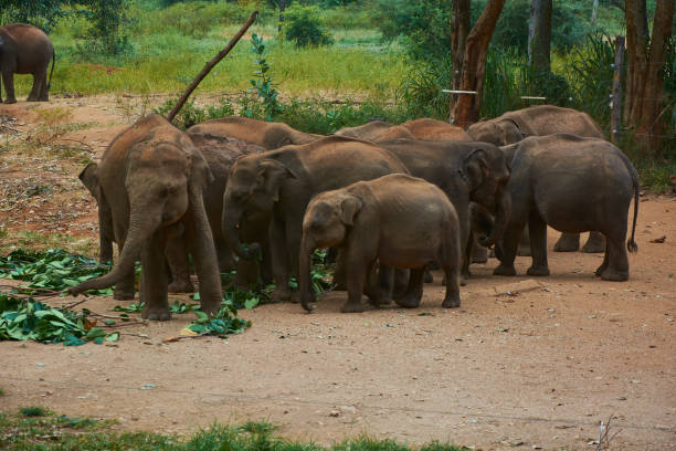 istock Elephant family with baby elephant walking and having breakfast 1392380423