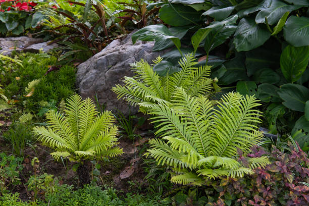 istock fern in garden 1392380437