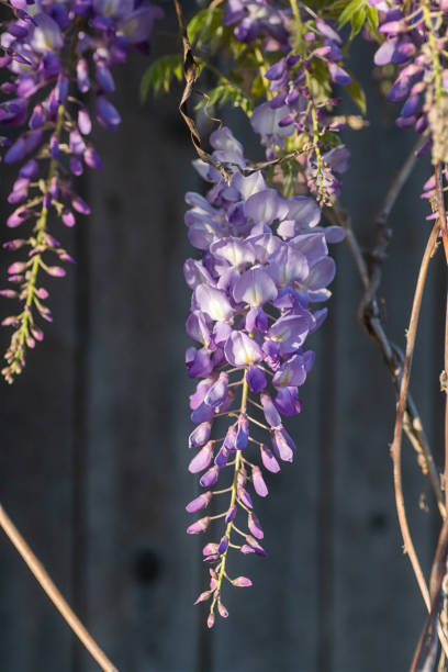 istock Wisteria blooming in spring 1392380491