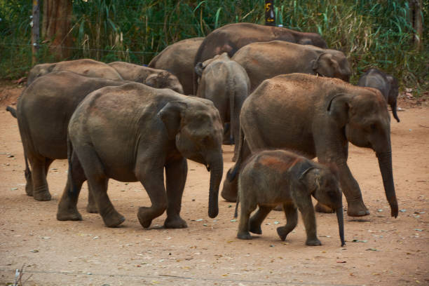 istock Elephant family with baby elephant walking and having breakfast 1392380619