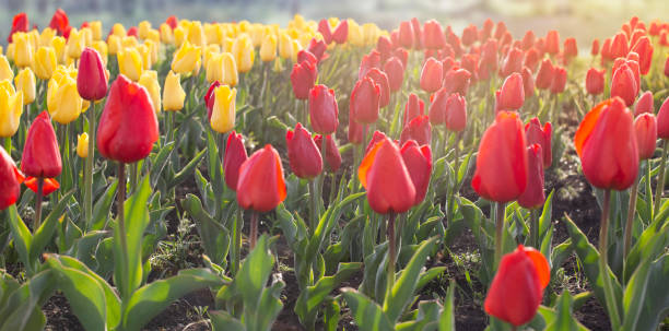 istock Red and yellow tulips. 1392381151