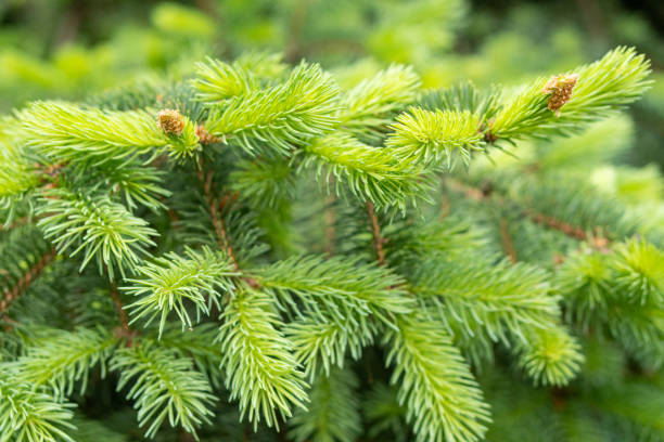 istock Young fluffy green spruce, pine branches, new sprouts background 1392382012