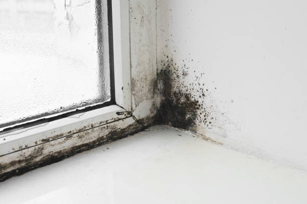 istock Mold on the window in the house. 1392384204