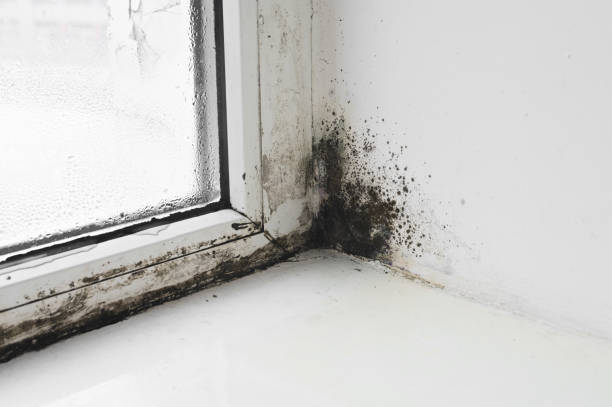 Mold on the window in the house. The damp and mold in the wall next to window fungal mold stock pictures, royalty-free photos & images