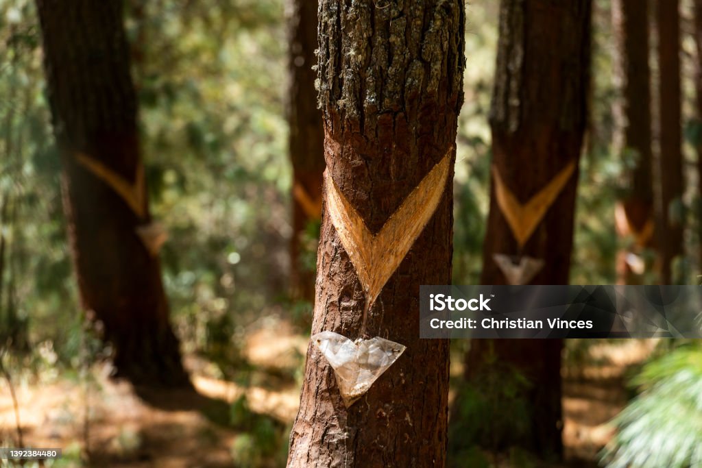 Porcon alto, Peru Cuts for extraction of pine resin, in Cajamarca, Peru Abstract Stock Photo