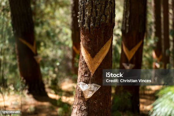 Porcon Alto Peru Stock Photo - Download Image Now - Cambium, Pine Tree, Abstract