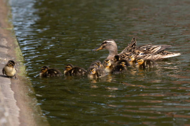 istock Mallard ducklings swimming with mother duck 1392385736