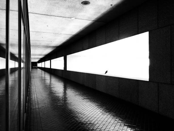 Wide shot of a pigeon silhouetted against abstracted patterns of a modern skyscraper
