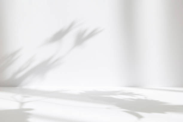 istock Abstract white studio background for product presentation. Empty room with shadows of window and flowers and palm leaves . 3d room with copy space. Summer concert. Blurred backdrop. 1392386298