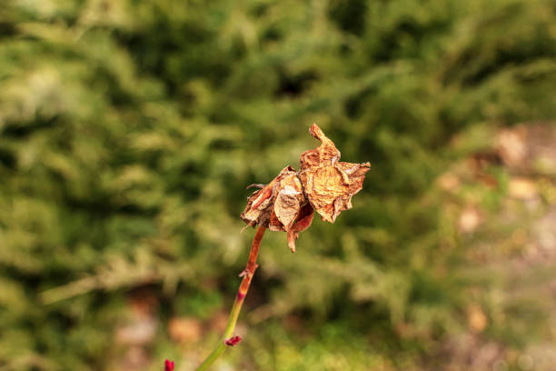 Dry old rose in the garden with a blurred background. Spring. Rose bush before spring pruning.