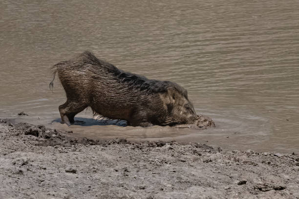istock India, wild boar in the mud 1392389728