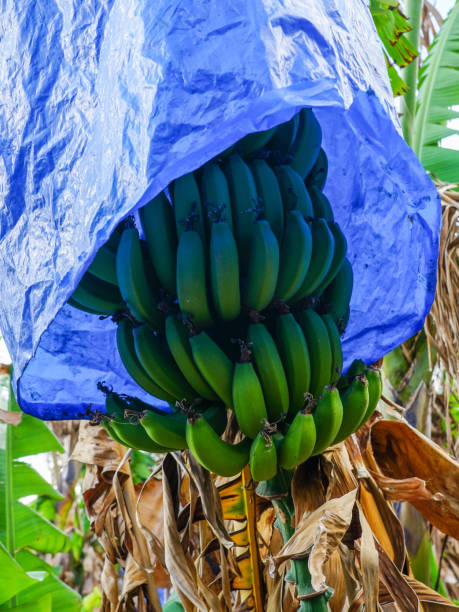 un bouquet de bananes vertes mûrit sur un palmier dans une plantation à chypre - banana plantation green tree photos et images de collection