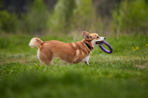 istock Happy Welsh Corgi Pembroke dog playing with puller in the spring park 1392389919