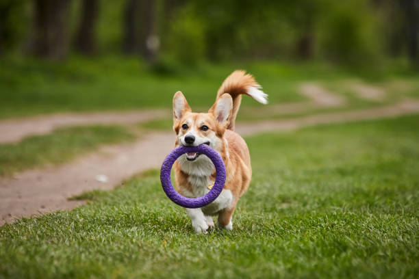 istock Happy Welsh Corgi Pembroke dog playing with puller in the spring park 1392389944