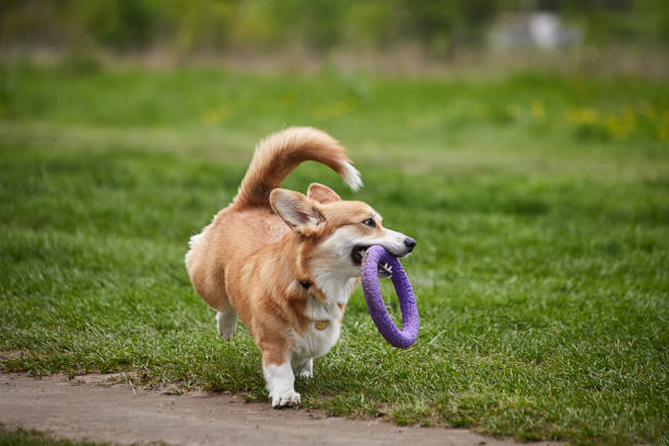 istock Happy Welsh Corgi Pembroke dog playing with puller in the spring park 1392389945