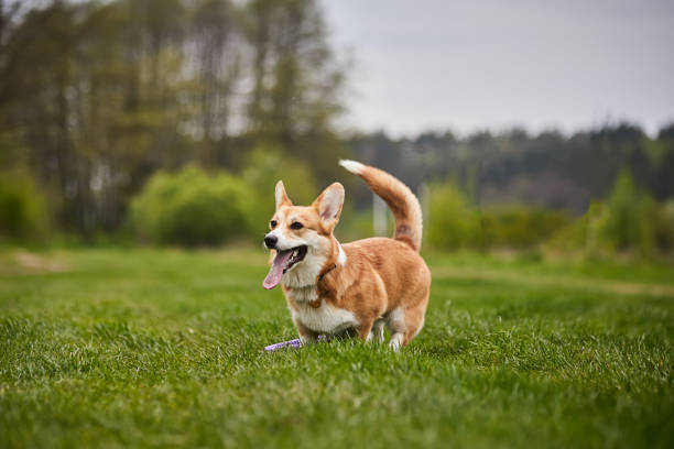 istock Happy Welsh Corgi Pembroke dog playing with puller in the spring park 1392389960