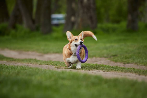 istock Happy Welsh Corgi Pembroke dog playing with puller in the spring park 1392389978