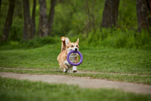 istock Happy Welsh Corgi Pembroke dog playing with puller in the spring park 1392389990