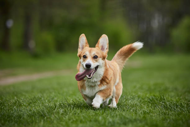 istock Happy Welsh Corgi Pembroke dog playing with puller in the spring park 1392390506