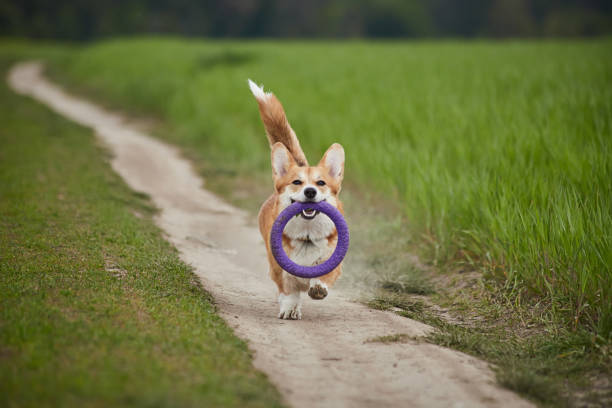 istock Happy Welsh Corgi Pembroke dog playing with puller in the spring field 1392390567