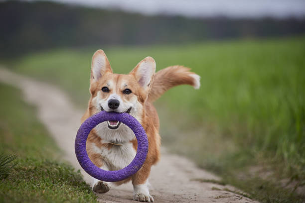 istock Happy Welsh Corgi Pembroke dog playing with puller in the spring field 1392390617