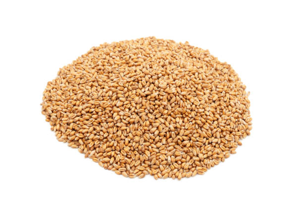 istock Whole grain of wheat. 1392391044