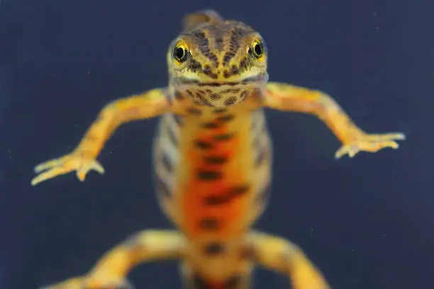 Face view of The smooth newt, European newt, northern smooth newt or common newt (Lissotriton vulgaris) male in underwater natural habitat