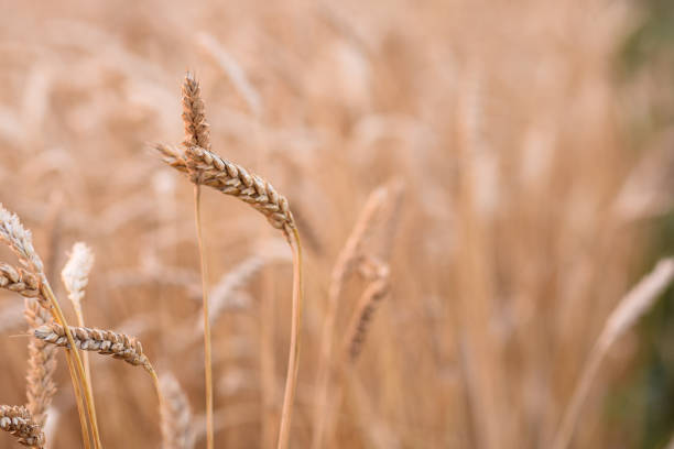wheat in the field. close-up. High quality photo