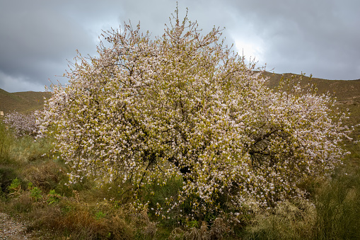 large almond tree in blossom