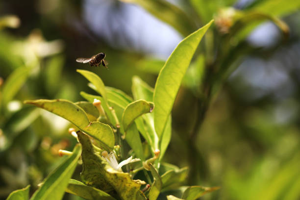 Nature scene, orange blossoms and a small honey bee flying nearby