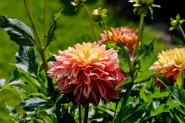 Dahlias are among the most popular garden plants worldwide. All the breeding forms and cultivars known today originated from crosses of the two parent species Dahlia coccinea and Dahlia pinnata. More than 1000 breeding forms are now known, all of which are divided into ten plant groups