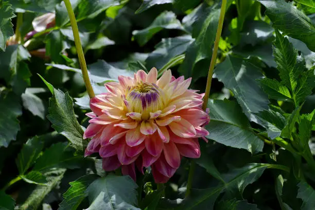 Dahlias are among the most popular garden plants worldwide. All the breeding forms and cultivars known today originated from crosses of the two parent species Dahlia coccinea and Dahlia pinnata. More than 1000 breeding forms are now known, all of which are divided into ten plant groups