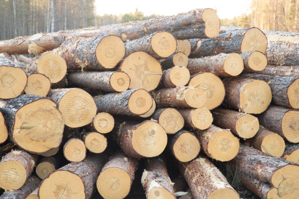 istock Harvesting of wood. 1392394297