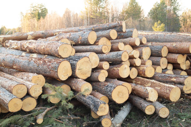 istock Harvesting of wood. 1392394300