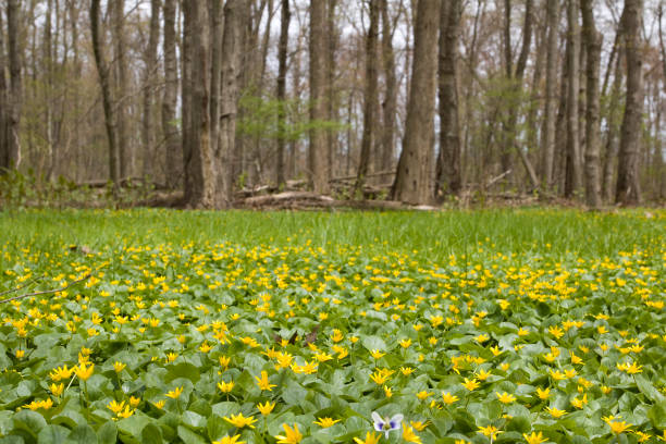 New spring growth in the forest Lesser celandine, Ficaria verna, is often the first green plant to emerge in abundance in sparse forests in early spring. This is an invasive species. ficaria verna stock pictures, royalty-free photos & images
