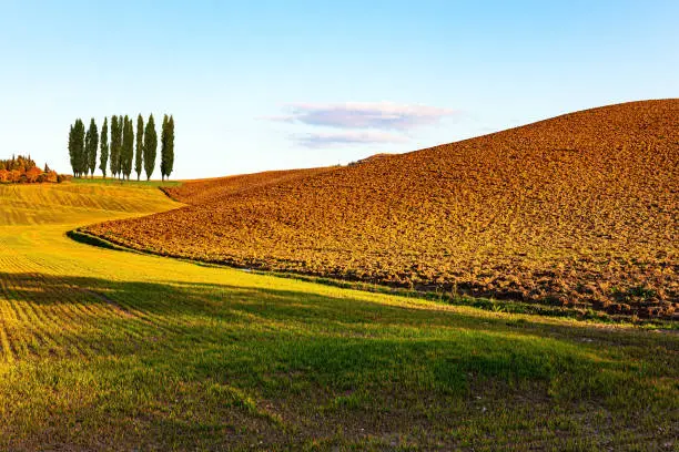 Photo of Picturesque vineyards of Tuscany