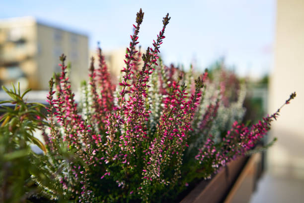 istock Fresh heather plant growin on a balcony 1392397189