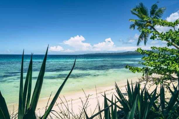 istock tropical nature with beach and plants 1392397195