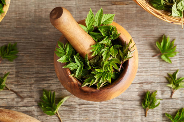 istock Fresh young ground elder plant in a mortar on a table 1392397809