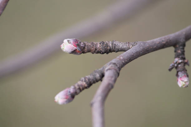 istock Swollen buds on spring apple tree branch in garden 1392398058