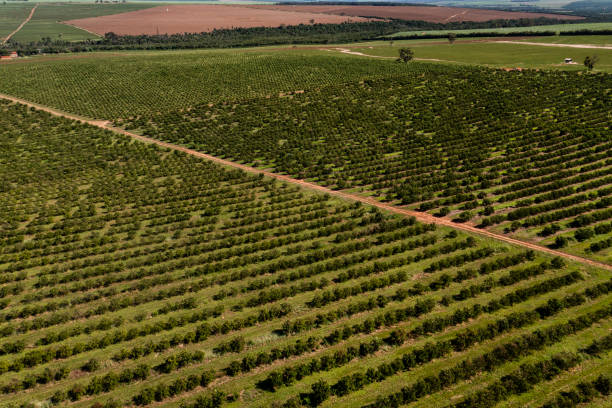 istock orange plantation seen from above 1392398324
