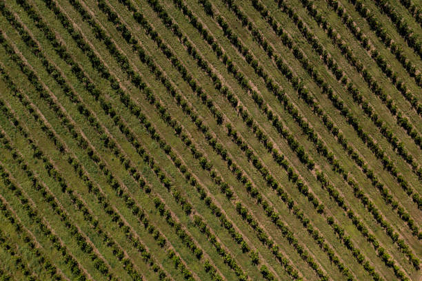 istock orange plantation seen from above 1392398329