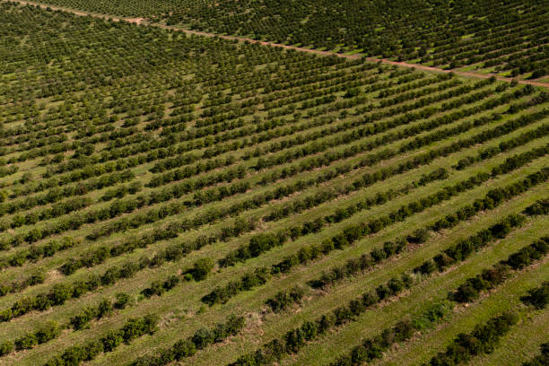 istock orange plantation seen from above 1392398330